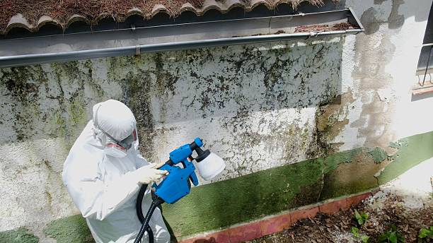 Top rated local Mold Remediation specialists in Gillette, NJ